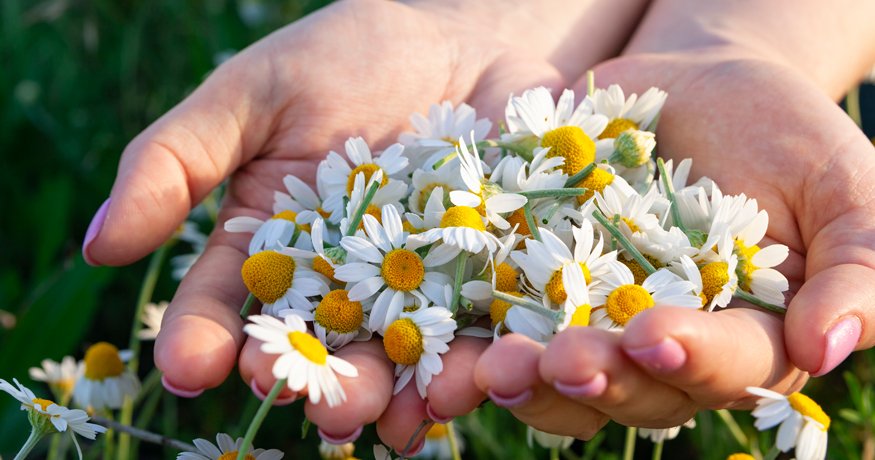 Milyen hatásai vannak a kamillának? - Hero
