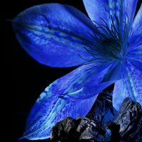 Botanic Therapy Magnetic Charcoal Kiegyensúlyozó sampon - 10